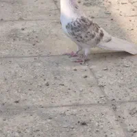 گرفتنی درست و حسابی