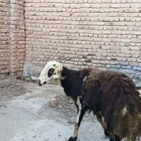 یه عدد قوچ لای دو شیره