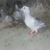شامی جفتگاه با ماده کله هما
