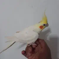طوطی سخنگو لوتینو نر