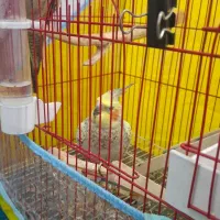 عروس هلندی ماده