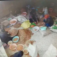 تعدادی نیروی خانم جهت کارگاه