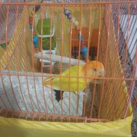 طوطی برزیلی اوپال|پرنده|فردیس, شهرک ارم|دیوار