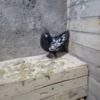 سینه سیاه|پرنده|شیراز, فرودگاه شهید دستغیب شیراز|دیوار