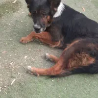 سگ ژرمن|سگ|شیراز, شریف‌آباد|دیوار