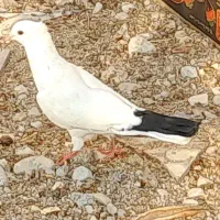 طوقی و سفید|پرنده|بندر دیر, |دیوار