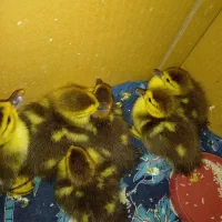 اردک اسراعیلی