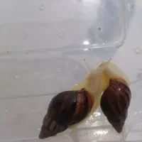 حلزون آلبینو|خزنده|نجف‌آباد, امام خمینی|دیوار