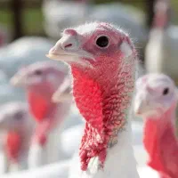 جوجه بوقلمون بیوتی یک روزه