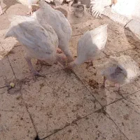 جوجه بوقلمون|حیوانات مزرعه|بسطام, |دیوار