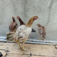 مرغ لاری و جوجه هاش