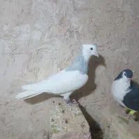 طوقی ابی|پرنده|اسحاق آباد, |دیوار