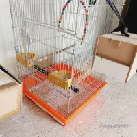 دو جفت عروس هلندی. باقفس . معاوضه با قناری|پرنده|فولادشهر, B5|دیوار