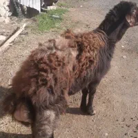 گوسفند برای کشتار