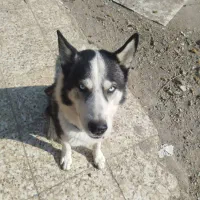 سگ هاسکی نر ۲ ساله