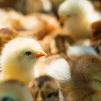 فروش عمده جوجه بومی دورگه مستقیم از کارخانه|حیوانات مزرعه|تهران, جوادیه|دیوار