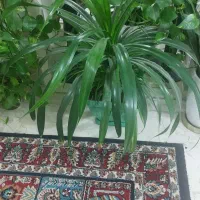 گلها فروشی سالم کاشمر|گل و گیاه طبیعی|کاشمر, |دیوار