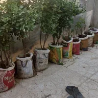 شمشاد|گل و گیاه طبیعی|کرمانشاه, |دیوار