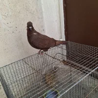 نر سرخ|پرنده|دورود, |دیوار