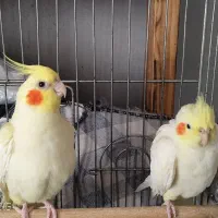 یک جفت عروس هلندی