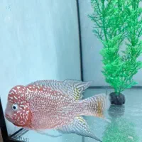 فلاور کامفا