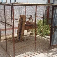قفس مرغ و خروس