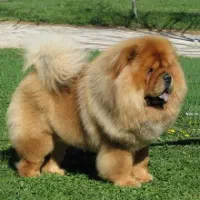 چاوچاو خرسی