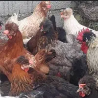 سه عدد مرغ کاکلی جوان