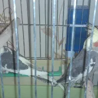 یک جفت عروس هلندی نر و ماده سه ماهه