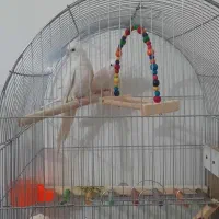 عروس هلندی