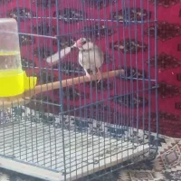 فنچ همراه قفس