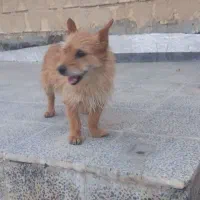 سگ حرف گوش کن و باهوش. بادقت بخون