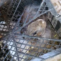 دوتا خر گوش نر ماده