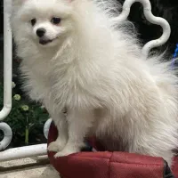 پامرین سفید نر۱۰ماه فوری واگذاری