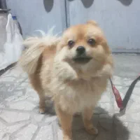 سگه فایبرروباهی|سگ|الیگودرز, |دیوار