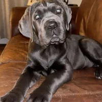 امریکن بولی ماستیف هیولای ایتالیا توله کن کورسو