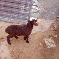 ۱عدد قوزی سرحال کوک برای نگه داشتن