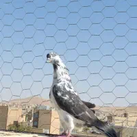 کبوتر|پرنده|بوکان, |دیوار