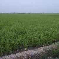 اکتشاف آب چاه