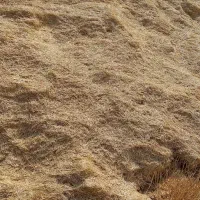 کاه گندم