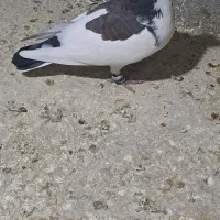 کبوتر پلاکی سپیدان|پرنده|همایجان, |دیوار