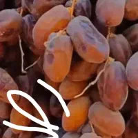 دانه درشت و تازه از نخلستان|خوردنی و آشامیدنی|شیراز, جوادیه|دیوار