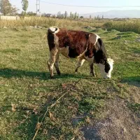 فروش گوساله سمینتال ماده