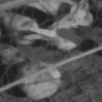 کبوتر قلم کار کفتر گمشده