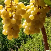 باغ|فروش دفتر صنعتی، کشاورزی، تجاری|اقلید, |دیوار