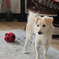 گمشده|حیوانات|شیراز, شاپورجان|دیوار