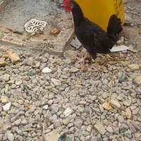 خروس سیاه وجوان