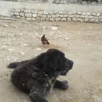 سگ قدریجونی