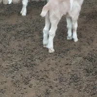 بزهای آبستن از نربز فرانسوی اصل شیری نربزکاموری|حیوانات مزرعه|گنبد کاووس, |دیوار