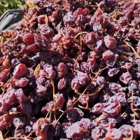 فروشمویزوبادامبصورتعمدهودرجهیک